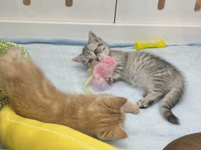 愛嬌たっぷりをお届け♥マンチカンちゃん! マンチカン