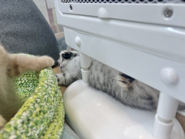 愛嬌たっぷりをお届け♥マンチカンちゃん! マンチカン