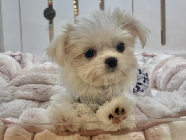 チワマル（マルチワ）