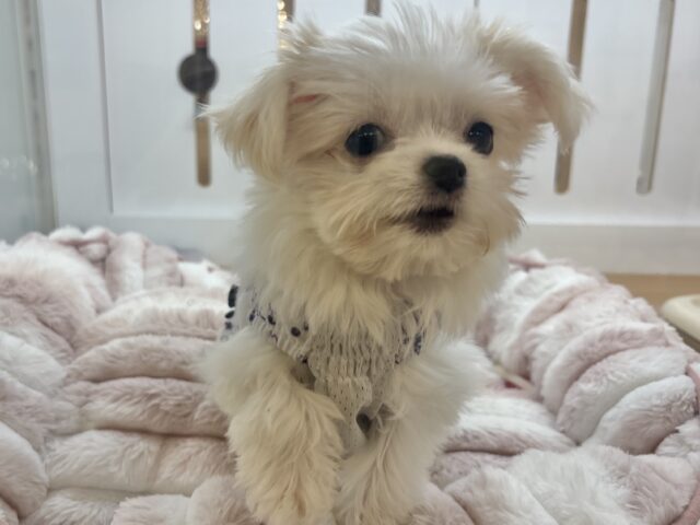 チワマル（マルチワ）