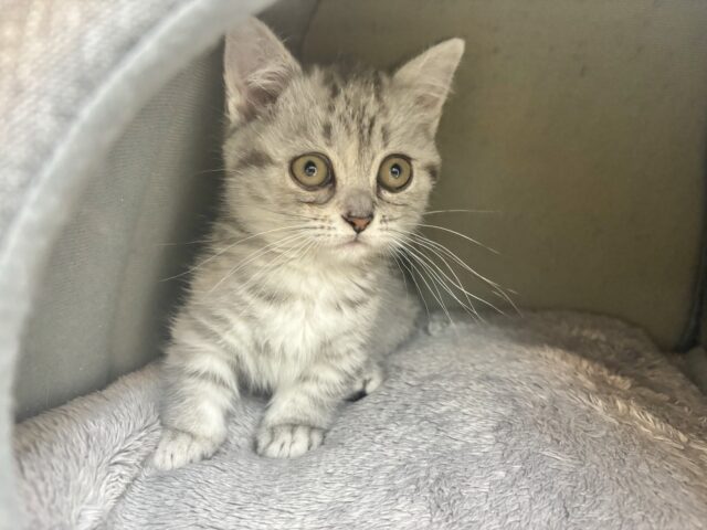 愛嬌たっぷりをお届け♥マンチカンちゃん! マンチカン