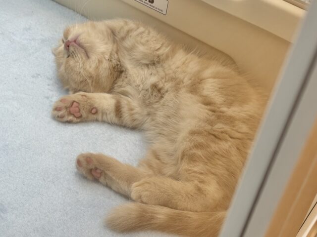 甘えたい!が止まらない♡アメリカンショートヘアちゃん! アメリカンショートヘア