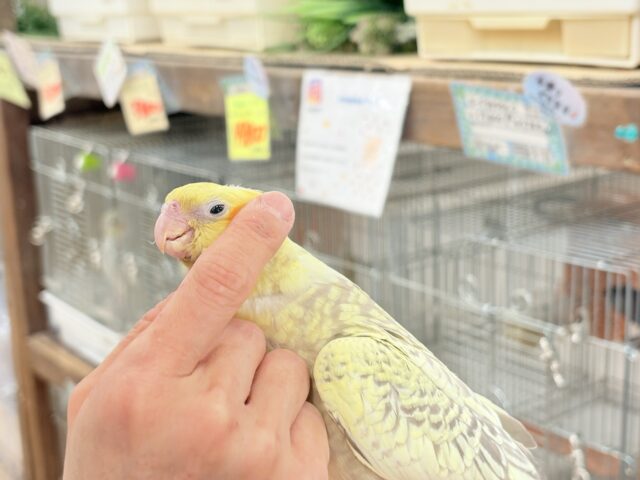 オカメインコ