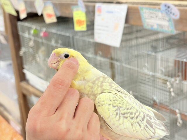 オカメインコ