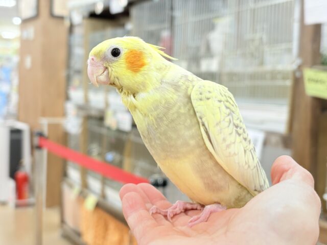 オカメインコ