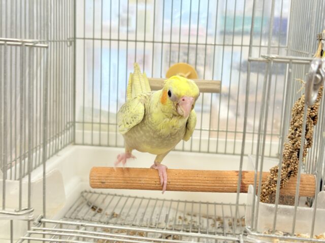 オカメインコ