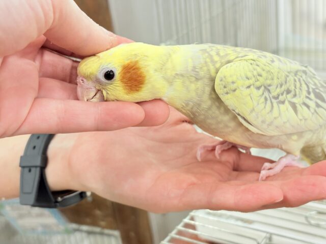 オカメインコ