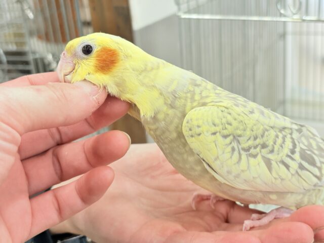 オカメインコ