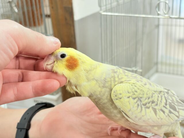 オカメインコ