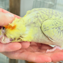 【最新画像・動画更新🪄】背中の模様が宝石みたい💎.*オカメインコ(シナモンパールパイド) ヒナ