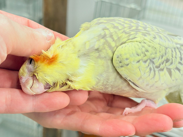 【最新画像・動画更新🪄】背中の模様が宝石みたい💎.*オカメインコ(シナモンパールパイド) ヒナ