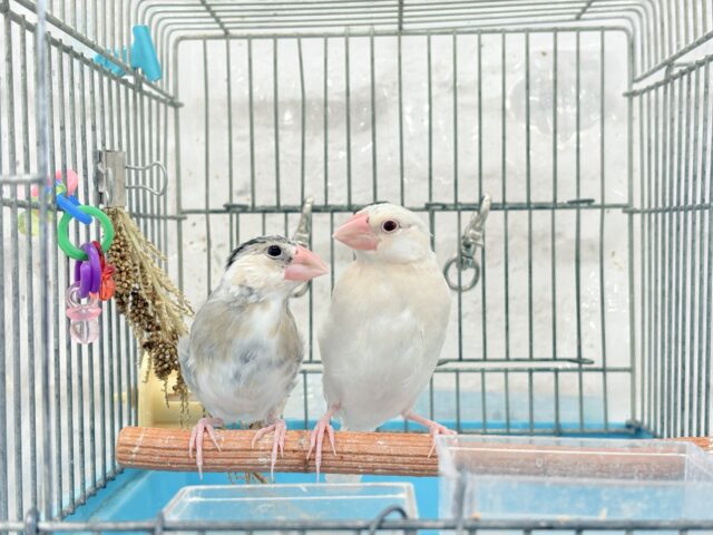 桜文鳥