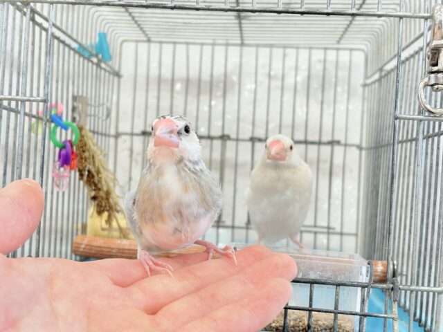 桜文鳥
