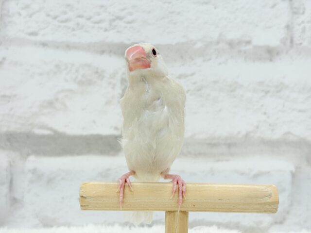 シルバーイノ文鳥