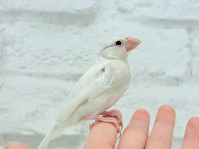 シルバーイノ文鳥