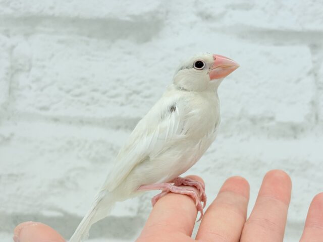 シルバーイノ文鳥