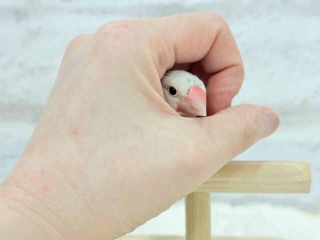 シルバーイノ文鳥