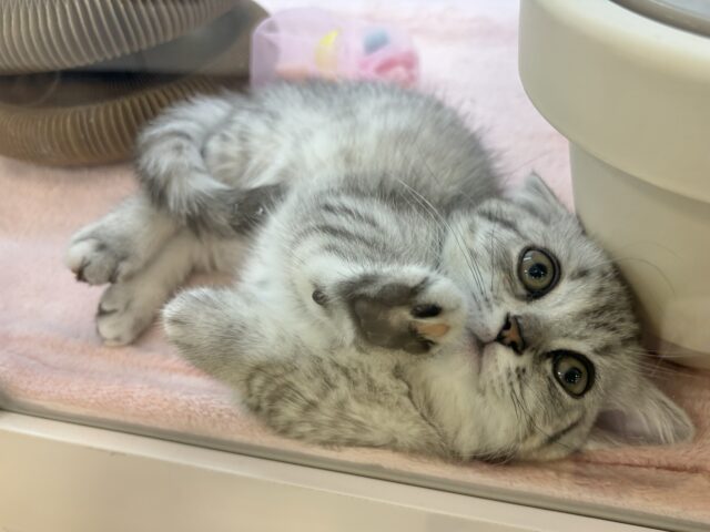 愛嬌たっぷりをお届け♥マンチカンちゃん! マンチカン