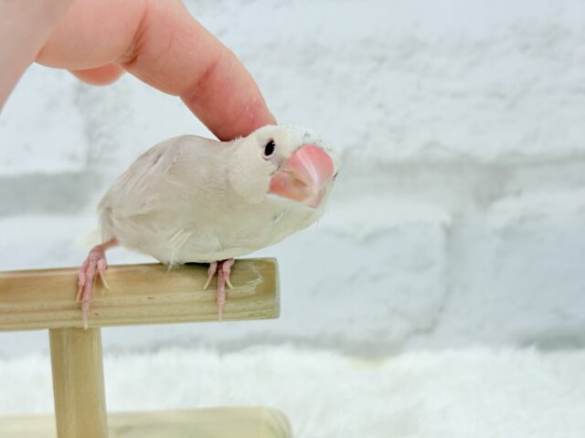 シルバーイノ文鳥