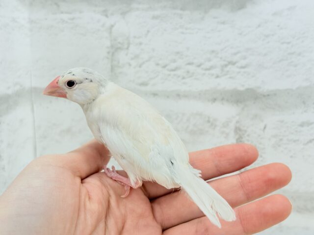 シルバーイノ文鳥