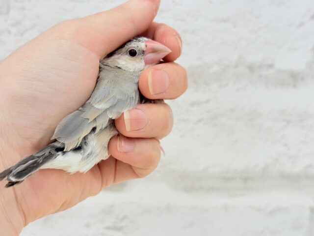 桜文鳥