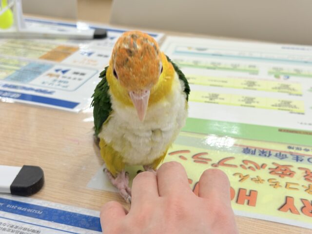 シロハラインコ