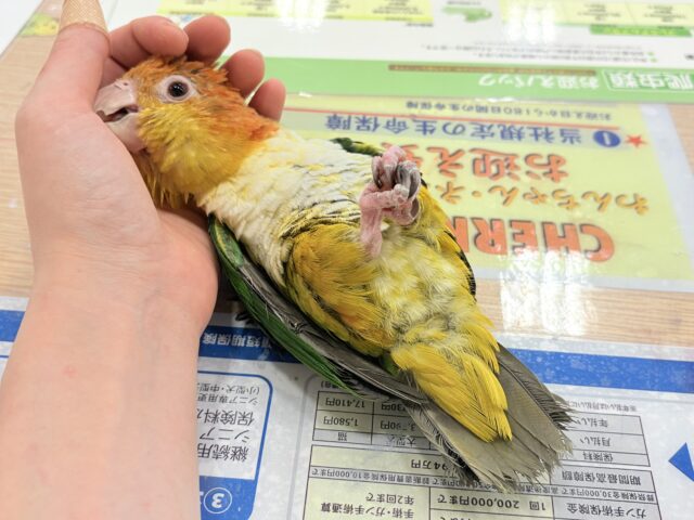 シロハラインコ