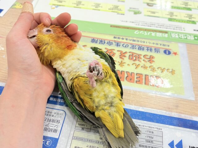 シロハラインコ