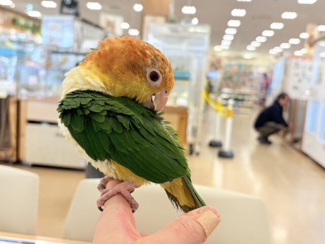 シロハラインコ