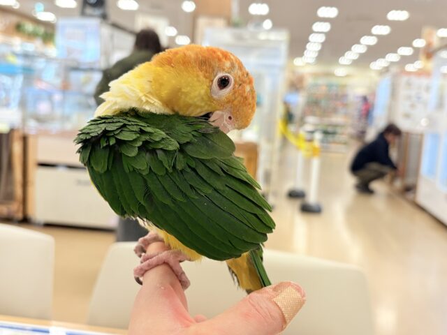 シロハラインコ