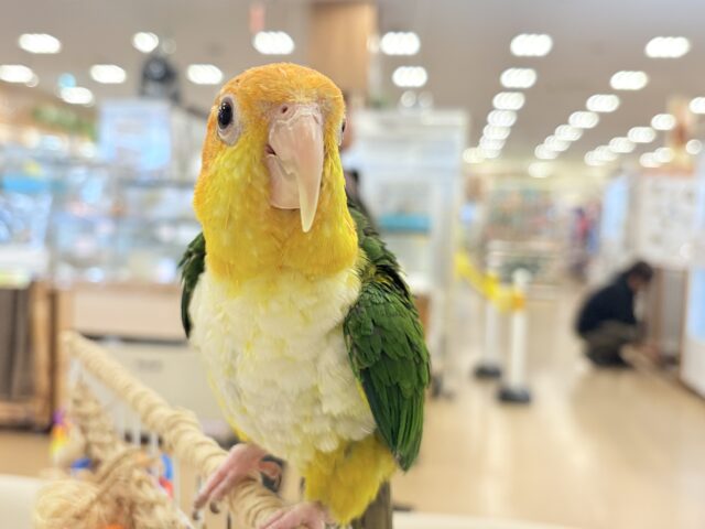 シロハラインコ