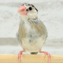 【最新画像更新🪄もうすぐひとり餌‪☆】表情豊かなヒナヒナちゃん♡桜文鳥 ヒナ
