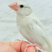 【最新画像更新🪄】ねぇねぇ、あなたはどんなカラーになるの？☺️文鳥 ヒナ