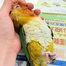 【最新画像・動画更新🪄ひとり餌‪になりました☆】アピール女王🐥🍊🧡シロハラインコ(女の子)