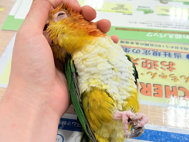 【最新画像・動画更新🪄ひとり餌‪になりました☆】アピール女王🐥🍊🧡シロハラインコ(女の子)