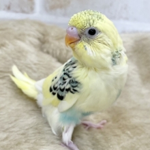 レモンとミント🍋🌿🩵　セキセイインコ（レインボーパイド）