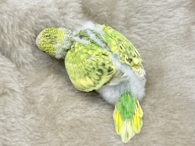 セキセイインコ