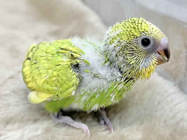 セキセイインコ