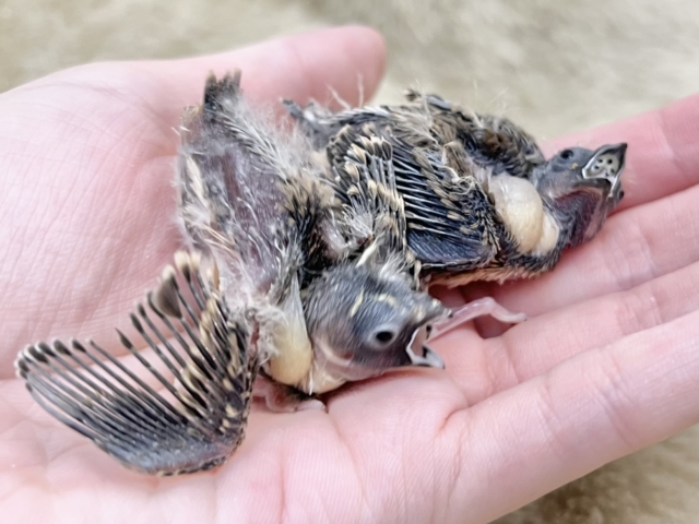 錦花鳥（キンカチョウ）