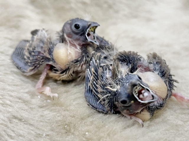 錦花鳥（キンカチョウ）