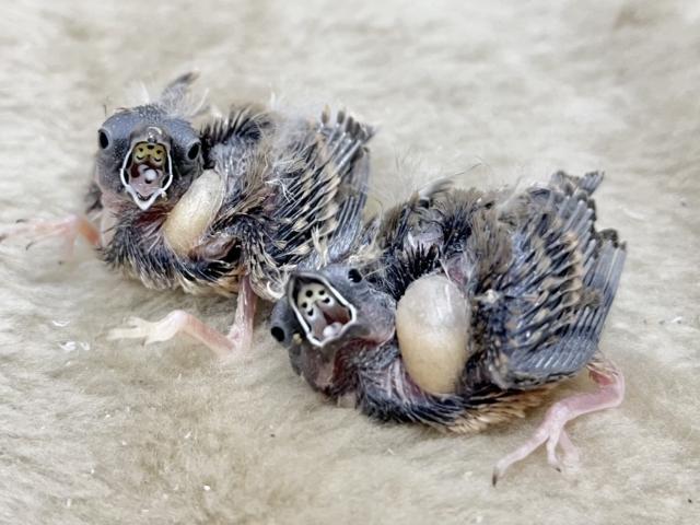 錦花鳥（キンカチョウ）