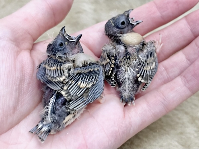 錦花鳥（キンカチョウ）