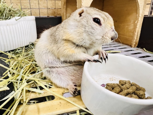 リチャードソンジリス