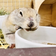 短いお手手が可愛い♡リチャードソンジリスの男の子