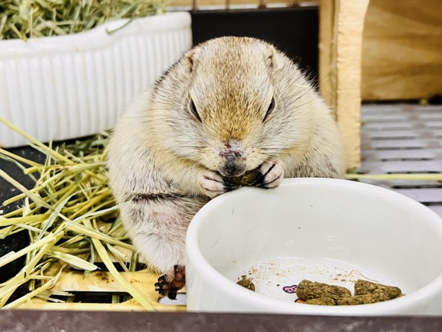 リチャードソンジリス
