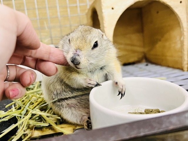 リチャードソンジリス