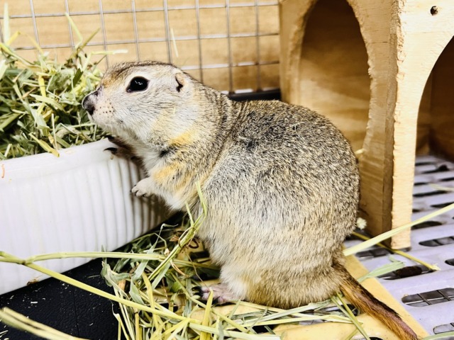リチャードソンジリス