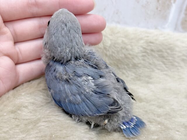 最新画像になります☆魅惑のムラサキ💜 コザクラインコ(バイオレット) コザクラインコ(小桜インコ)