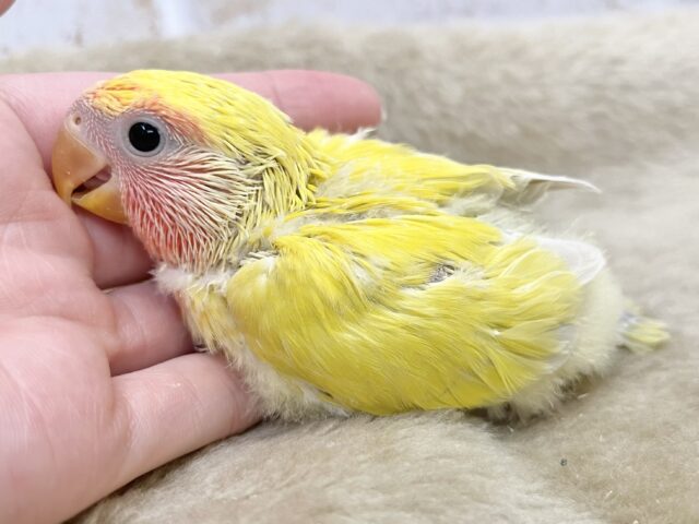 コザクラインコ（小桜インコ）