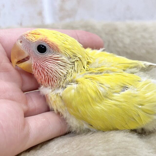 真っ赤なお顔がキュート😍　コザクラインコ（ゴールデンチェリー）